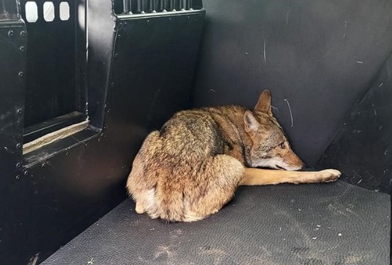 Coyote Concerns Prompt Closure of Arlington Park After Child Bites