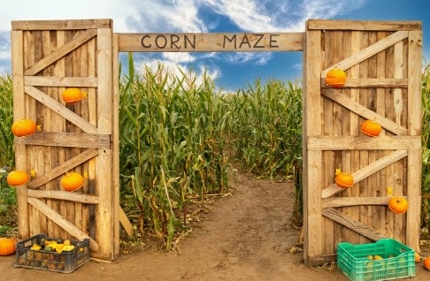 What Is a Corn Maze? A Fun Adventure for Families