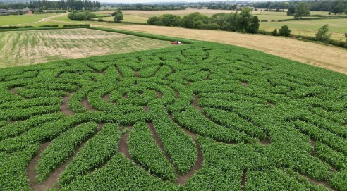 What Is a Corn Maze? A Fun Adventure for Families