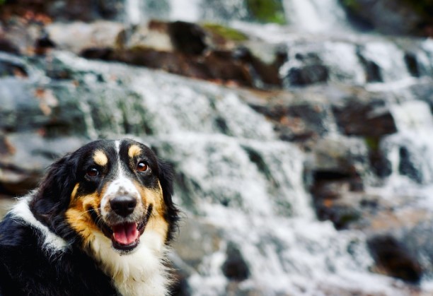 Pigeon Forge Family Vacation: Fun-Filled Experiences You Can't Miss 