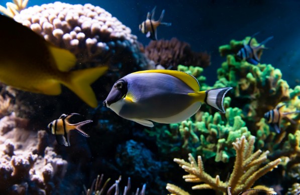 A Safari in the City: Exploring the Best Urban Zoos in the UK