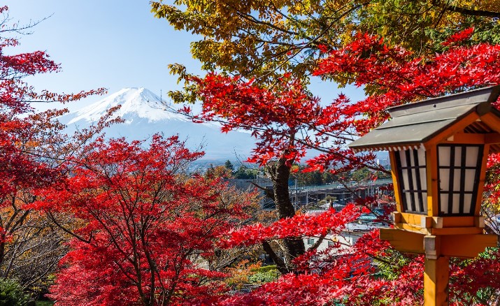 Seasonal Wonders: The Best Times of Year to Visit Japan
