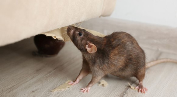 Innovative Technology for Residential Mouse Control: Effective Solutions for Homeowners