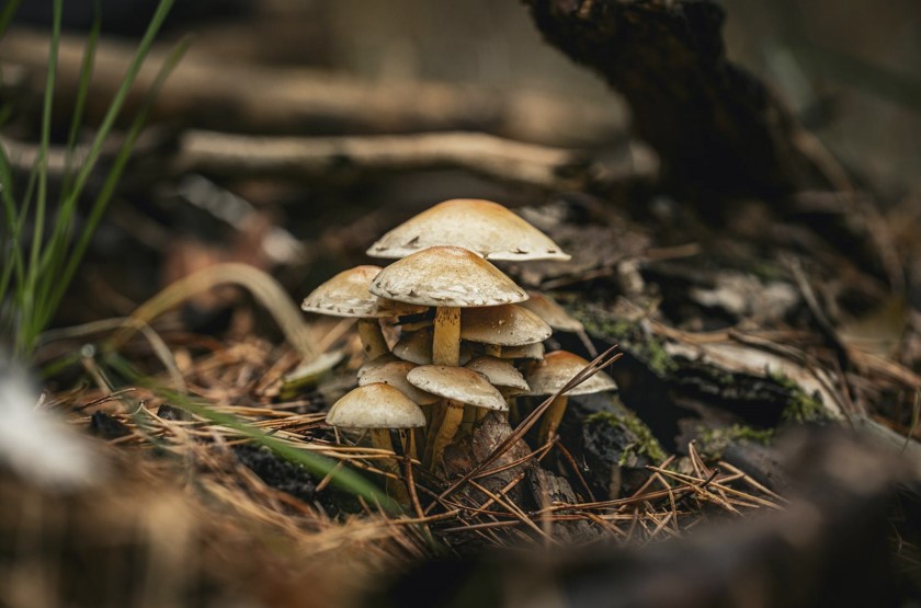 Magic Mushrooms' Effects on OCD Is the Cure We Never Expected