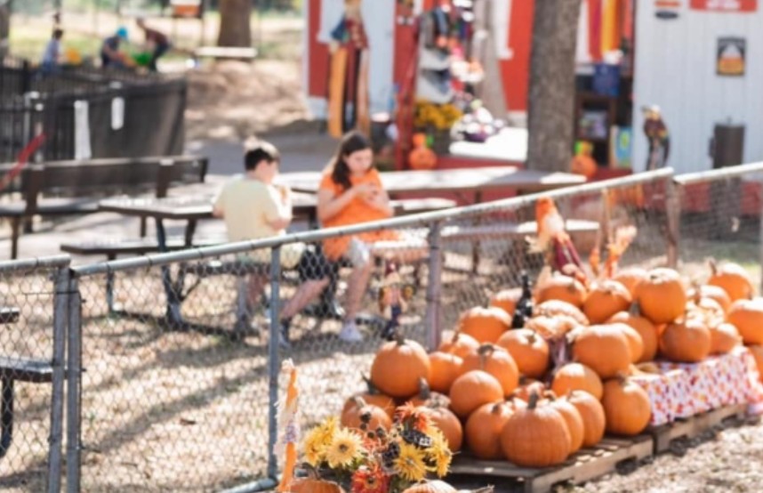 Racing Pigs, Playful Lemurs and Pumpkin Magic Take Over Fritz Park in Irving This October
