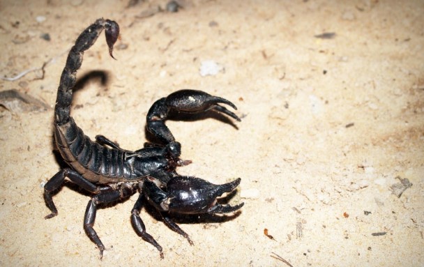 The Importance of Scorpion Spray in Pest Control: Safety and Efficacy