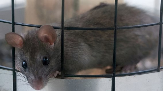 Innovative Technology for Residential Mouse Control: Effective Solutions for Homeowners